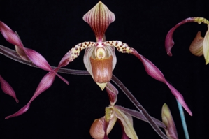 Paphiopedilum Neeri-Twist Sweet Pea HCC/AOS 77 pts.